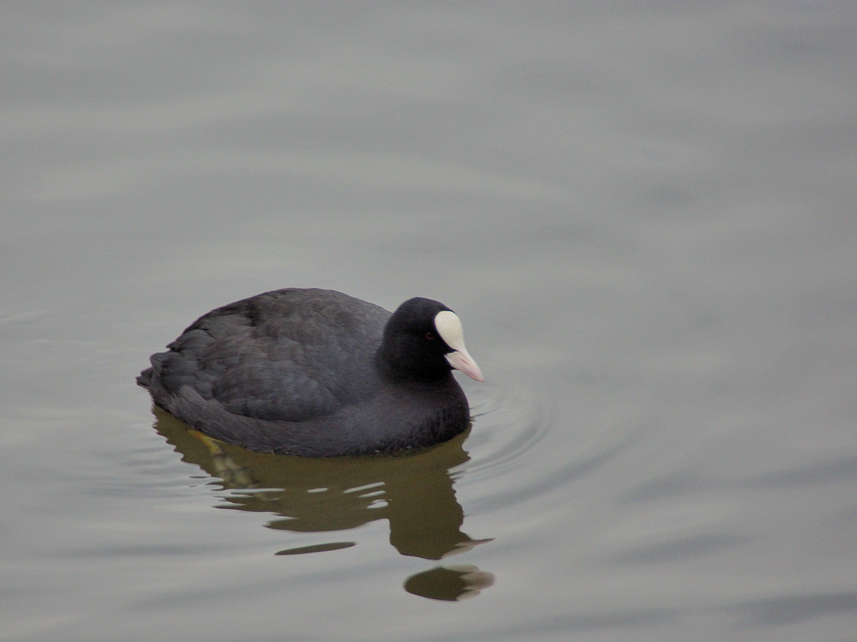 Foulque macroule (Eurasian coot, Fulica atra), Réserve Naturelle de Mont-Bernanchon, Hauts de France